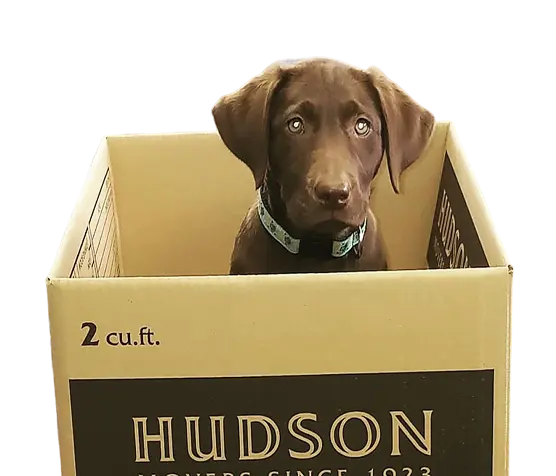 Custom Packing Solutions for Your Move